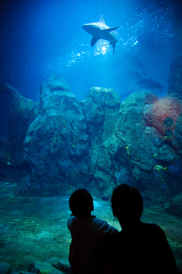 aquariums in New Jersey - Adventure_Aquarium,_Camden,_New_Jersey